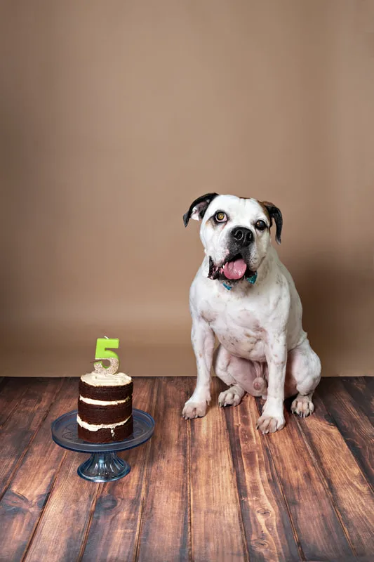 color photo of a bulldog beagle mix dog against a brown backdrop sitting next to a dog birthday cake. The photo was taken by Laura Pea Photography, a Long Island pet photographer. 