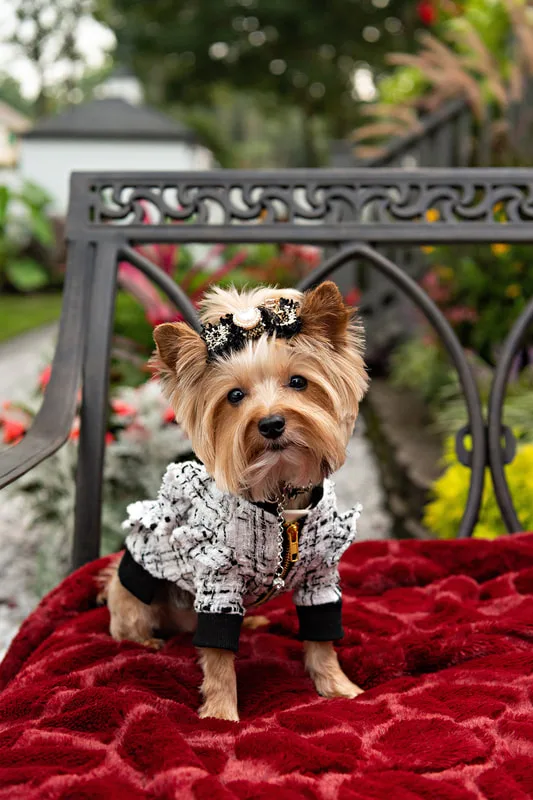 photo of a Yorkshire Terrier dog on a chair dressed in a cute outfit