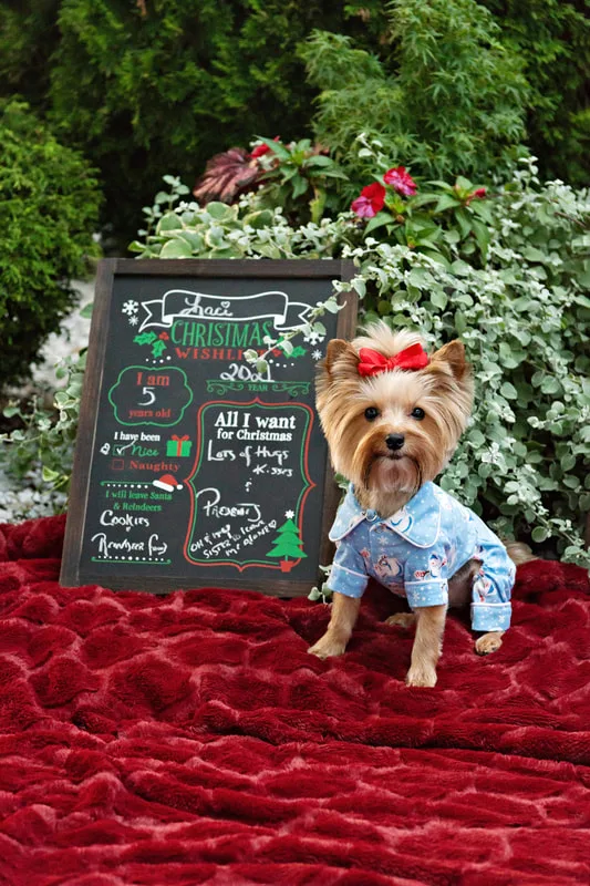 photo of a Yorkshire Terrier dog on a red rug dressed in cute pajamas