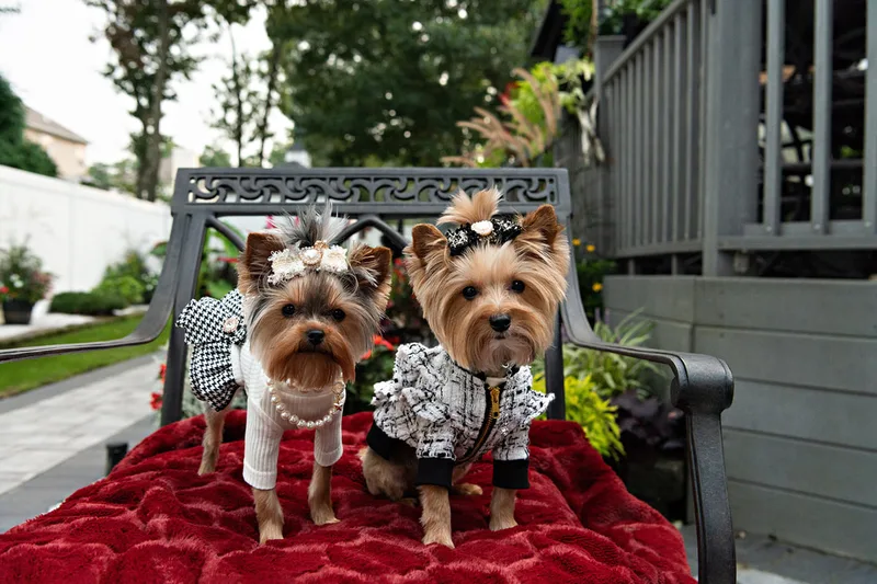 photo of two Yorkshire Terrier dogs on a chair dressed in cute outfits