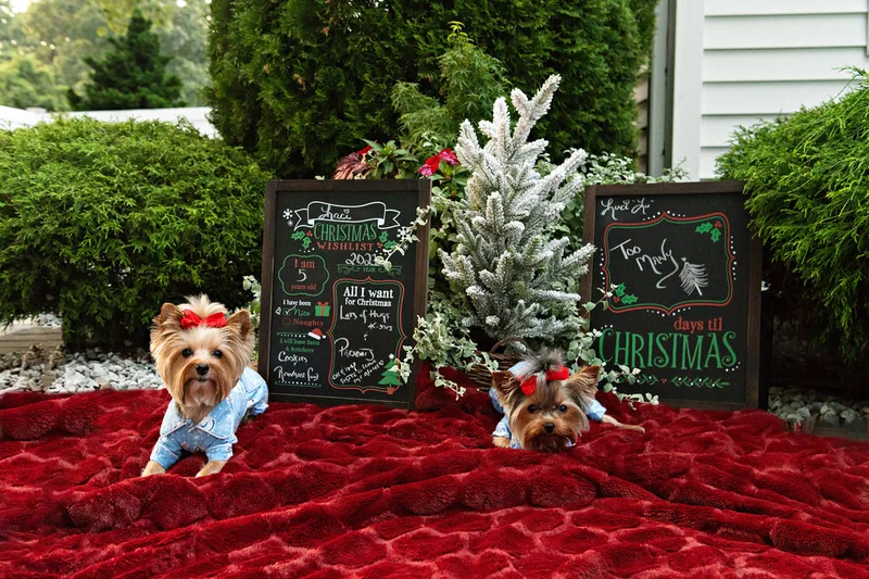 photo of two Yorkshire Terrier dogs on a red rug dressed in cute pajamas