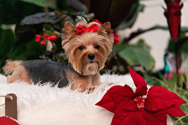 photo of a Yorkshire Terrier dog on a white rug with Christmas props