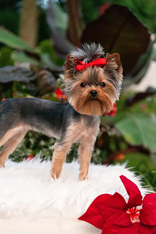 photo of a Yorkshire Terrier dog on a white rug with Christmas props