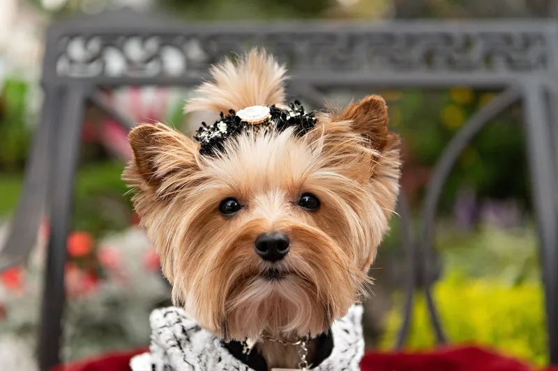 photo of a Yorkshire Terrier dog on a chair dressed in a cute outfit