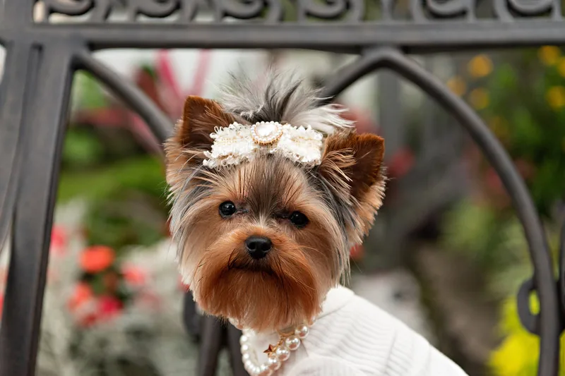 photo of a Yorkshire Terrier dog on a chair dressed in a cute outfit