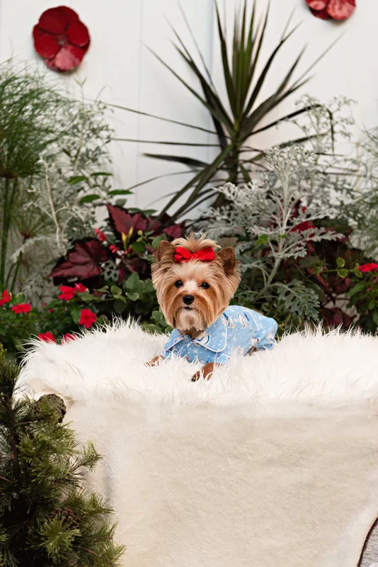 photo of a Yorkshire Terrier dog on a white rug dressed in cute pajamas