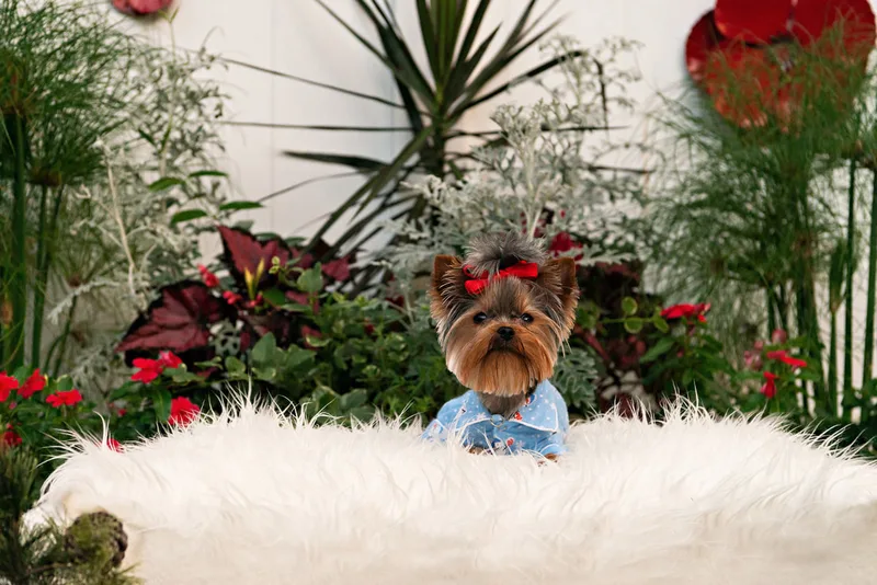 photo of a Yorkshire Terrier dog on a white rug dressed in cute pajamas