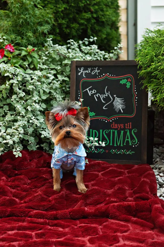 photo of a Yorkshire Terrier dog on a red rug dressed in cute pajamas