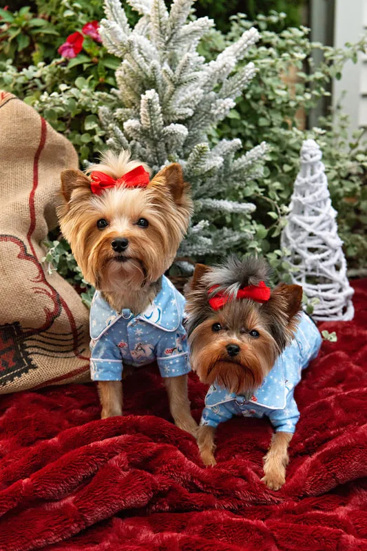 photo of two Yorkshire Terrier dogs on a red rug dressed in cute pajamas