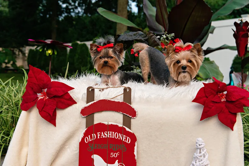 photo of two Yorkshire Terrier dogs on a white rug with Christmas props