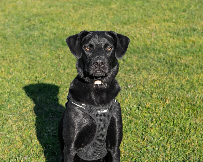 Color photo of a black labrador mix dog. The photo was taken by Laura of Laura Pea Photography, a Long Island based pet photographer. 