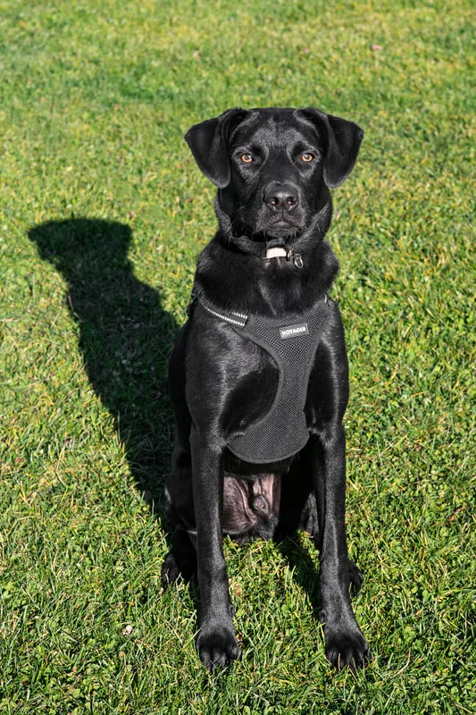 Color photo of a black labrador mix dog. The photo was taken by Laura of Laura Pea Photography, a Long Island based pet photographer. 