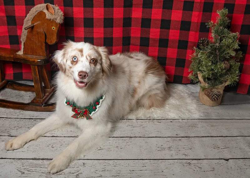 Color photo of a dog in front of a red buffalo plaid backdrop with Christmas props. The photo was taken at Barkfield Road in East Northport by Laura Paesano of Laura Pea Photography, a Long Island-based pet photographer. 