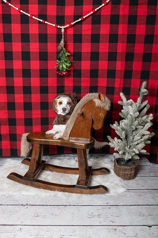 Color photo of a dog in front of a red buffalo plaid backdrop with Christmas props. The photo was taken at Barkfield Road in East Northport by Laura Paesano of Laura Pea Photography, a Long Island-based pet photographer. 