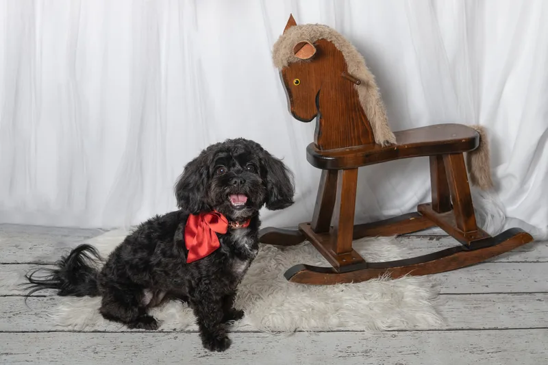 Color photo of a dog in front of a white winter themed backdrop with pine tree props. The photo was taken at Barkfield Road in East Northport by Laura Paesano of Laura Pea Photography, a Long Island-based pet photographer. 