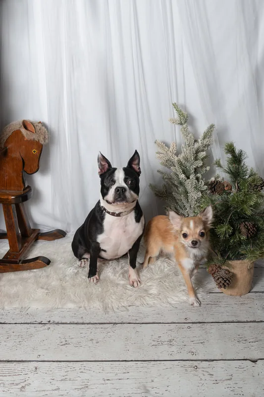 Color photo of twos dog in front of a white winter themed backdrop with pine tree props. The photo was taken at Barkfield Road in East Northport by Laura Paesano of Laura Pea Photography, a Long Island-based pet photographer. 