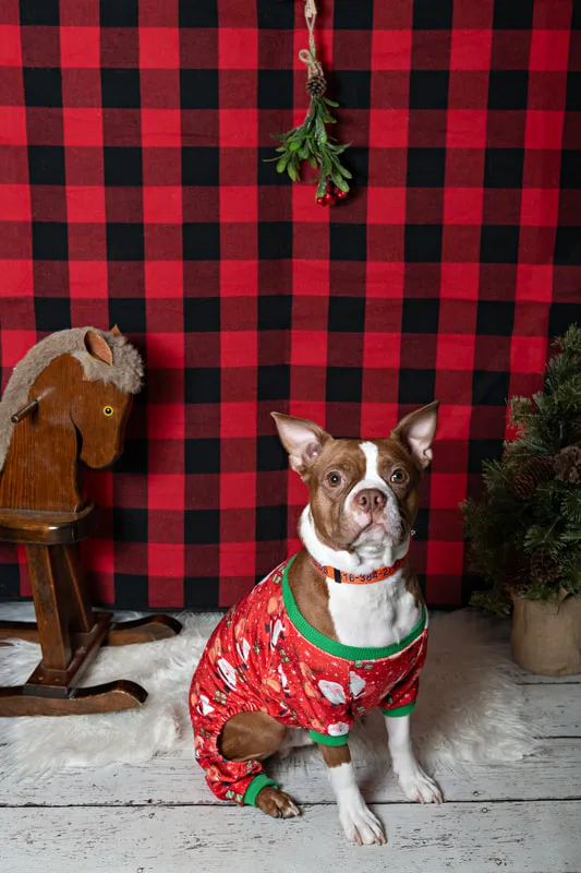 Color photo of a dog in front of a red buffalo plaid backdrop with Christmas props. The photo was taken at Barkfield Road in East Northport by Laura Paesano of Laura Pea Photography, a Long Island-based pet photographer. 