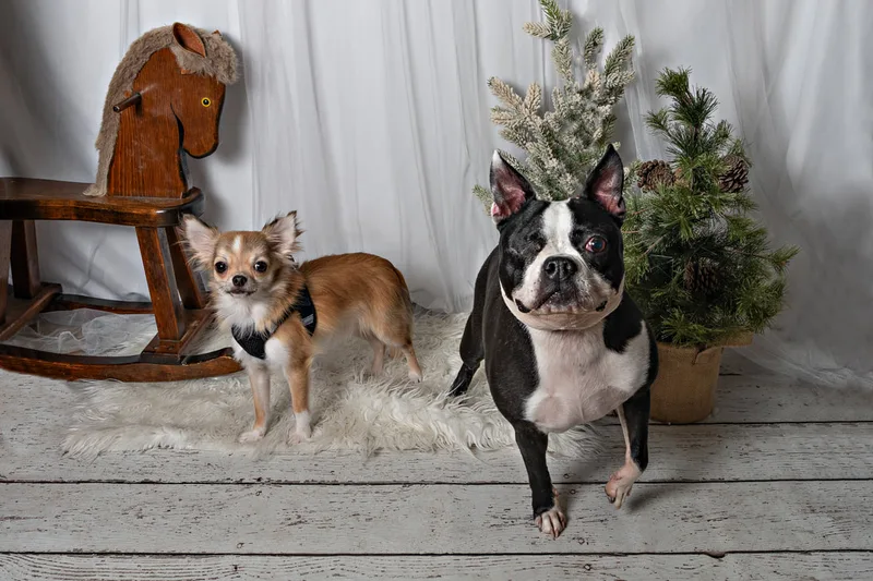 Color photo of twos dog in front of a white winter themed backdrop with pine tree props. The photo was taken at Barkfield Road in East Northport by Laura Paesano of Laura Pea Photography, a Long Island-based pet photographer. 