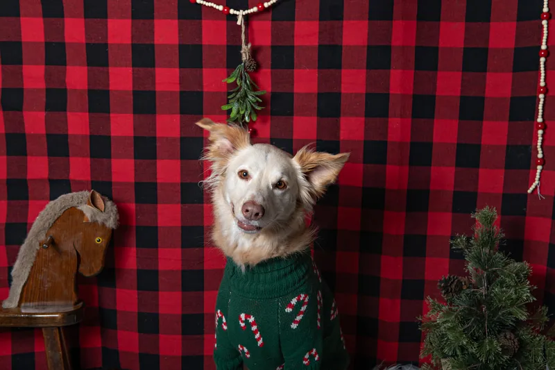 Color photo of a dog in front of a red buffalo plaid backdrop with Christmas props. The photo was taken at Barkfield Road in East Northport by Laura Paesano of Laura Pea Photography, a Long Island-based pet photographer. 