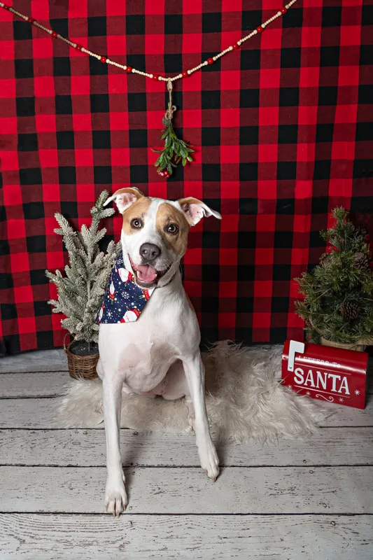 Color photo of a dog in front of a red buffalo plaid backdrop with Christmas props. The photo was taken at Barkfield Road in East Northport by Laura Paesano of Laura Pea Photography, a Long Island-based pet photographer. 