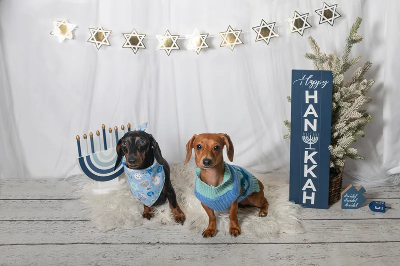 Color photo of two dogs in front of a white backdrop with Hanukkah props. The photo was taken at Barkfield Road in East Northport by Laura Paesano of Laura Pea Photography, a Long Island-based pet photographer. 