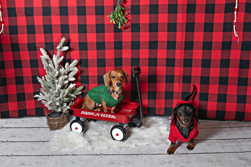 Color photo of two dogs in front of a red buffalo plaid backdrop with Christmas props. The photo was taken at Barkfield Road in East Northport by Laura Paesano of Laura Pea Photography, a Long Island-based pet photographer. 