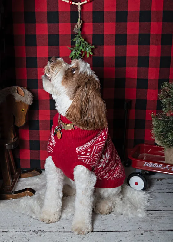 Color photo of a dog in front of a red buffalo plaid backdrop with Christmas props. The photo was taken at Barkfield Road in East Northport by Laura Paesano of Laura Pea Photography, a Long Island-based pet photographer. 