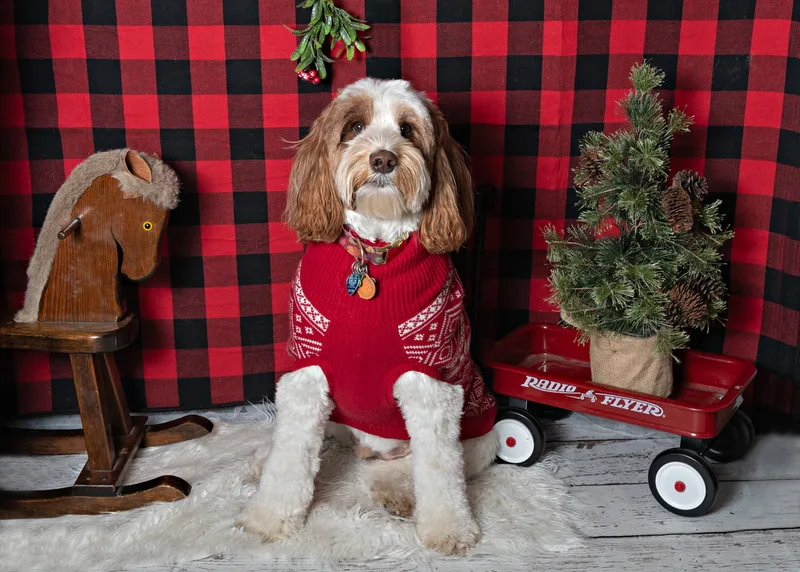 Color photo of a dog in front of a red buffalo plaid backdrop with Christmas props. The photo was taken at Barkfield Road in East Northport by Laura Paesano of Laura Pea Photography, a Long Island-based pet photographer. 