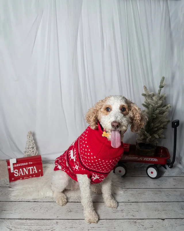 Color photo of a dog in front of a white winter themed backdrop with pine tree props. The photo was taken at Barkfield Road in East Northport by Laura Paesano of Laura Pea Photography, a Long Island-based pet photographer. 