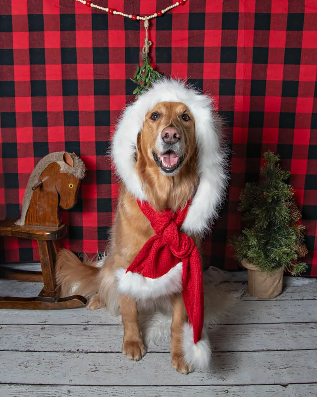 Color photo of a dog in front of a red buffalo plaid backdrop with Christmas props. The photo was taken at Barkfield Road in East Northport by Laura Paesano of Laura Pea Photography, a Long Island-based pet photographer. 