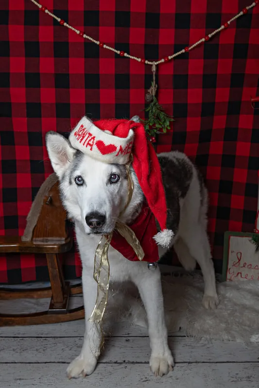Color photo of a dog in front of a red buffalo plaid backdrop with Christmas props. The photo was taken at Barkfield Road in East Northport by Laura Paesano of Laura Pea Photography, a Long Island-based pet photographer. 
