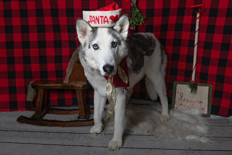 Color photo of a dog in front of a red buffalo plaid backdrop with Christmas props. The photo was taken at Barkfield Road in East Northport by Laura Paesano of Laura Pea Photography, a Long Island-based pet photographer. 