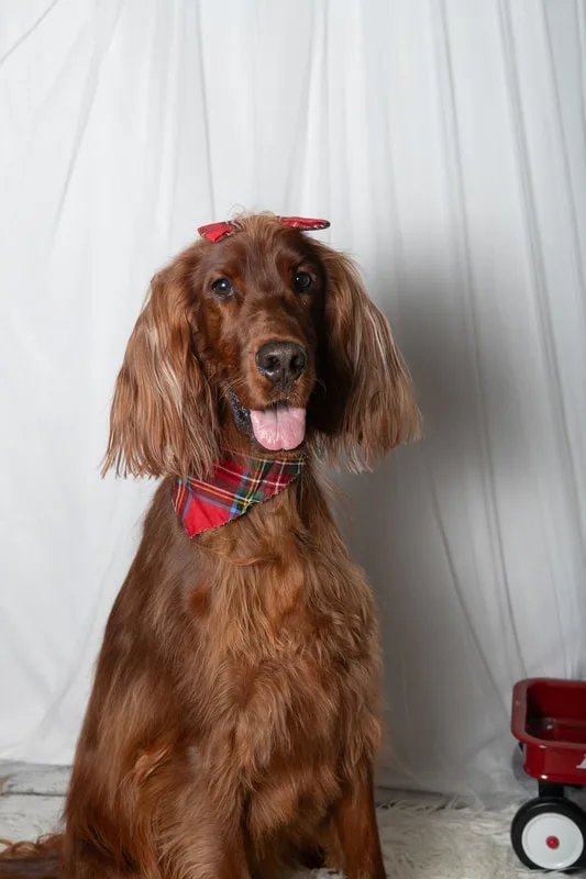 Color photo of an Irish Setter dog in front of a white winter themed backdrop. The photo was taken at Barkfield Road in East Northport by Laura Paesano of Laura Pea Photography, a Long Island-based pet photographer. 