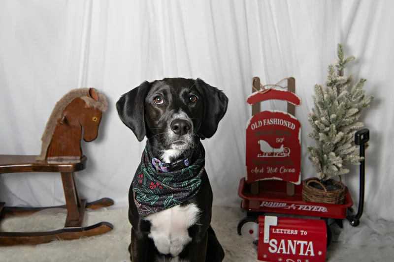 Color photo of a dog in front of a white winter themed backdrop with pine tree props. The photo was taken at Barkfield Road in East Northport by Laura Paesano of Laura Pea Photography, a Long Island-based pet photographer. 