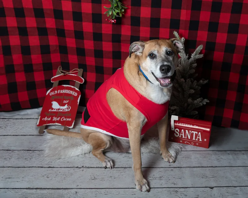 Color photo of a dog in front of a red buffalo plaid backdrop with Christmas props. The photo was taken at Barkfield Road in East Northport by Laura Paesano of Laura Pea Photography, a Long Island-based pet photographer. 