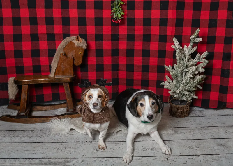 Color photo of two dogs in front of a red buffalo plaid backdrop with Christmas props. The photo was taken at Barkfield Road in East Northport by Laura Paesano of Laura Pea Photography, a Long Island-based pet photographer. 
