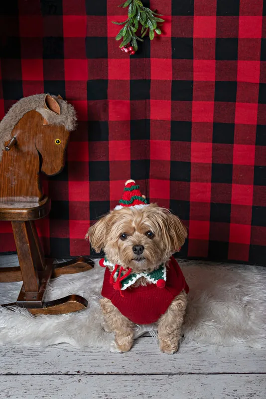 Color photo of a dog in front of a red buffalo plaid backdrop with Christmas props. The photo was taken at Barkfield Road in East Northport by Laura Paesano of Laura Pea Photography, a Long Island-based pet photographer. 