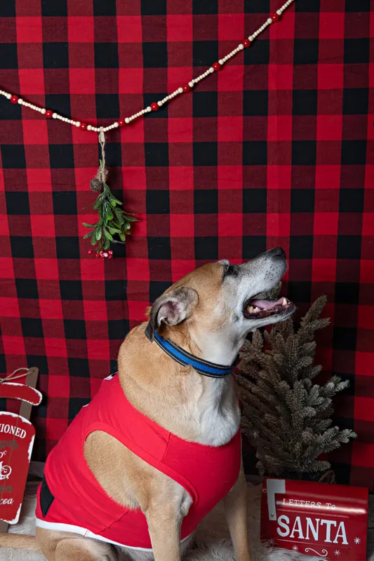 Color photo of a dog in front of a red buffalo plaid backdrop with Christmas props. The photo was taken at Barkfield Road in East Northport by Laura Paesano of Laura Pea Photography, a Long Island-based pet photographer. 
