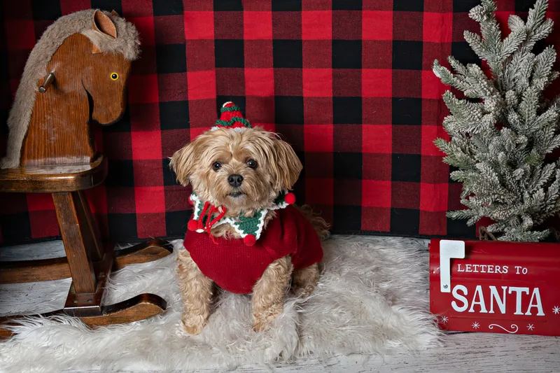 Color photo of a dog in front of a red buffalo plaid backdrop with Christmas props. The photo was taken at Barkfield Road in East Northport by Laura Paesano of Laura Pea Photography, a Long Island-based pet photographer. 