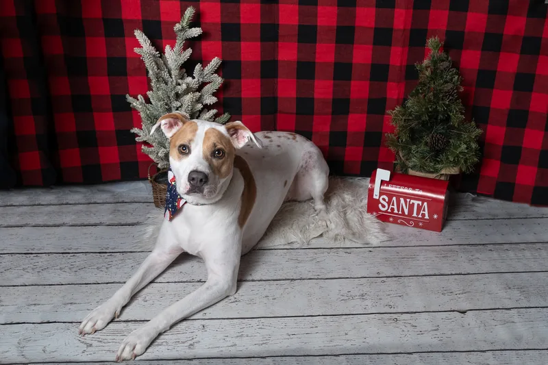 Color photo of a dog in front of a red buffalo plaid backdrop with Christmas props. The photo was taken at Barkfield Road in East Northport by Laura Paesano of Laura Pea Photography, a Long Island-based pet photographer. 