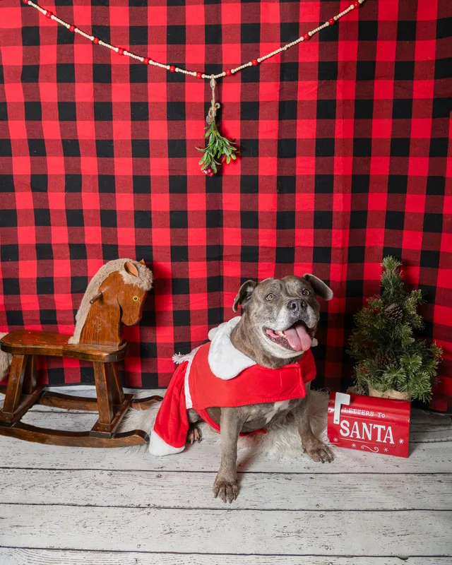 Color photo of a dog in front of a red buffalo plaid backdrop with Christmas props. The photo was taken at Barkfield Road in East Northport by Laura Paesano of Laura Pea Photography, a Long Island-based pet photographer. 