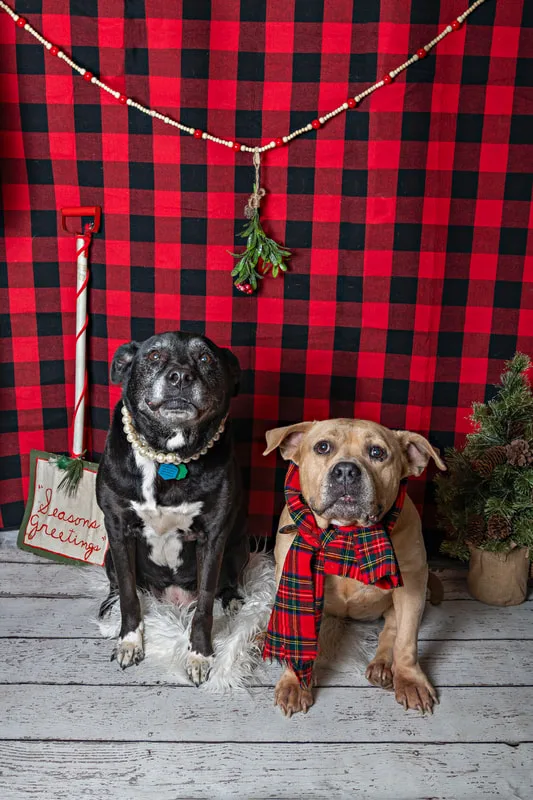 Color photo of two dogs in front of a red buffalo plaid backdrop with Christmas props. The photo was taken at Barkfield Road in East Northport by Laura Paesano of Laura Pea Photography, a Long Island-based pet photographer. 
