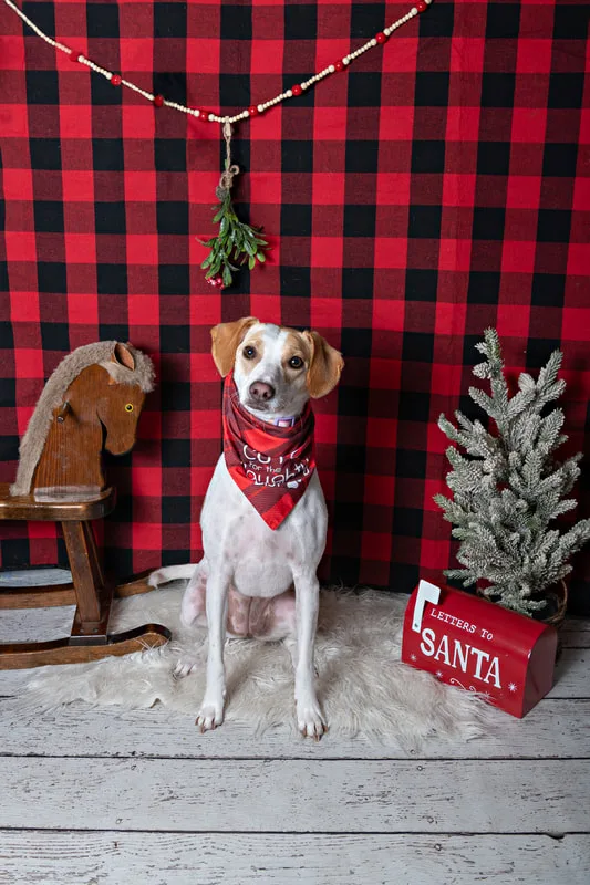 Color photo of a dog in front of a red buffalo plaid backdrop with Christmas props. The photo was taken at Barkfield Road in East Northport by Laura Paesano of Laura Pea Photography, a Long Island-based pet photographer. 