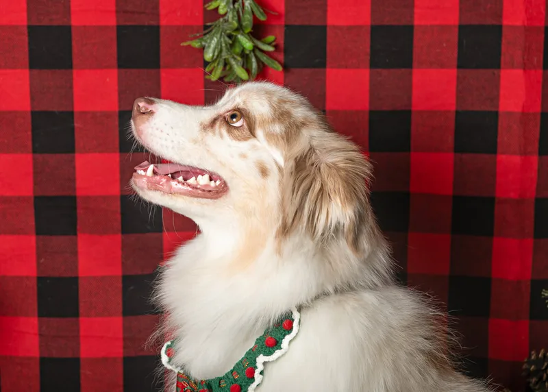 Color photo of a dog in front of a red buffalo plaid backdrop with Christmas props. The photo was taken at Barkfield Road in East Northport by Laura Paesano of Laura Pea Photography, a Long Island-based pet photographer. 
