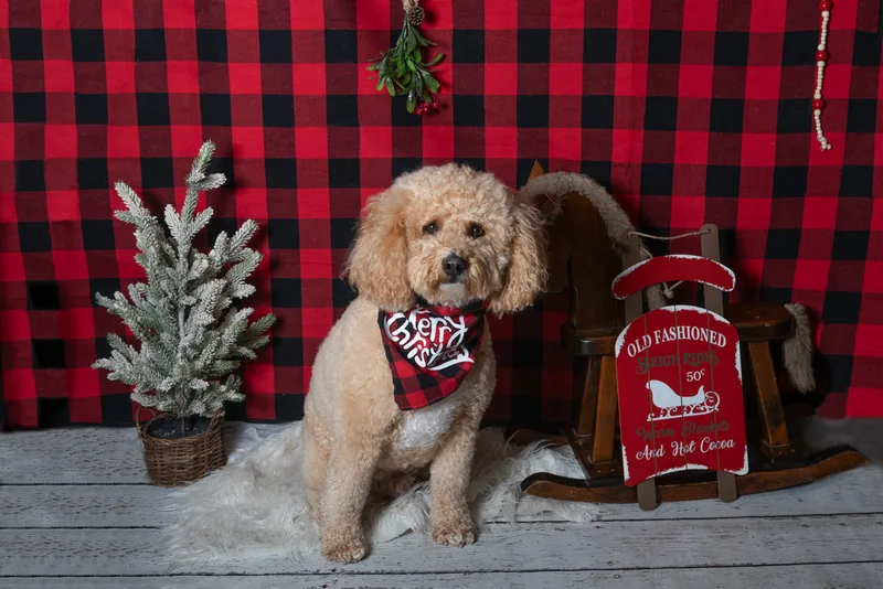 Color photo of a dog in front of a red buffalo plaid backdrop with Christmas props. The photo was taken at Barkfield Road in East Northport by Laura Paesano of Laura Pea Photography, a Long Island-based pet photographer. 