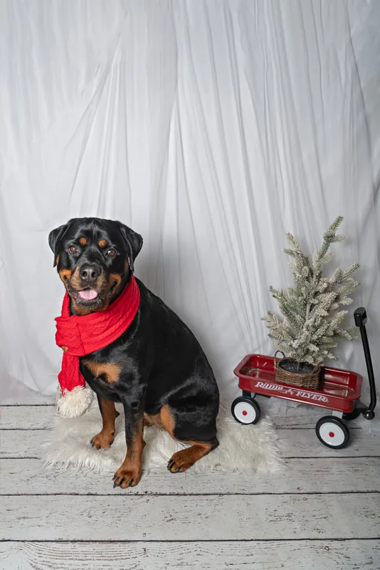 Color photo of a dog in front of a white winter themed backdrop with pine tree props. The photo was taken at Barkfield Road in East Northport by Laura Paesano of Laura Pea Photography, a Long Island-based pet photographer. 