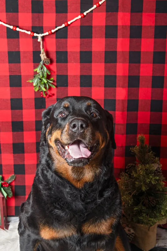 Color photo of a dog in front of a red buffalo plaid backdrop with Christmas props. The photo was taken at Barkfield Road in East Northport by Laura Paesano of Laura Pea Photography, a Long Island-based pet photographer. 