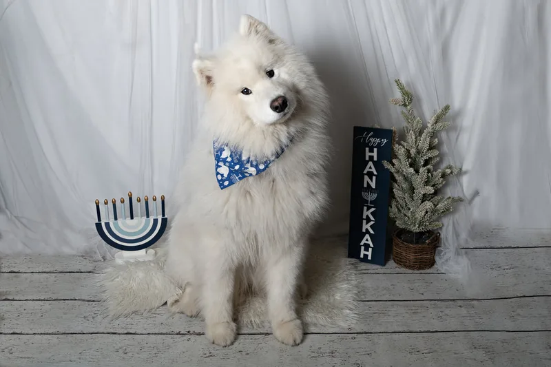 Color photo of a dog in front of a white backdrop with Hanukkah props. The photo was taken at Barkfield Road in East Northport by Laura Paesano of Laura Pea Photography, a Long Island-based pet photographer. 