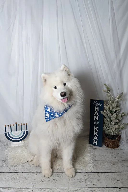 Color photo of a dog in front of a white backdrop with Hanukkah props. The photo was taken at Barkfield Road in East Northport by Laura Paesano of Laura Pea Photography, a Long Island-based pet photographer. 