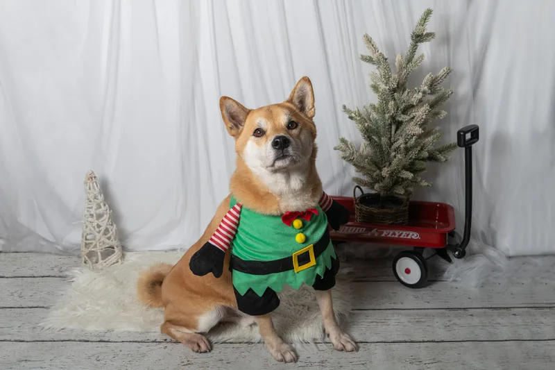 Color photo of a dog in front of a white winter themed backdrop with pine tree props. The photo was taken at Barkfield Road in East Northport by Laura Paesano of Laura Pea Photography, a Long Island-based pet photographer. 